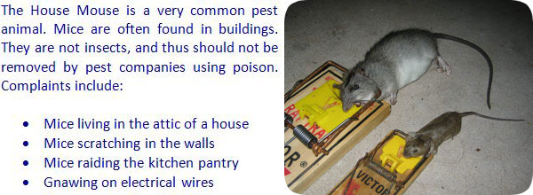 How to Kill Mice - House Mouse